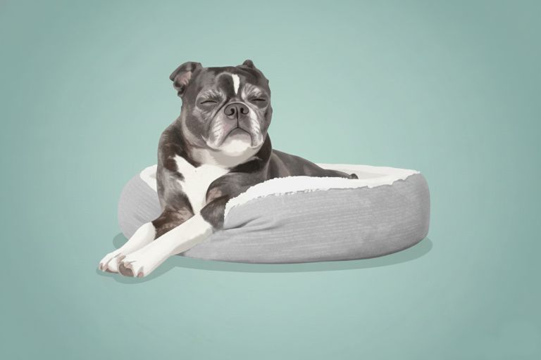 cartoon van een oude hond in zijn mand
